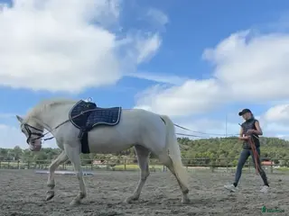 hästar Trevligt sto - Annons 2