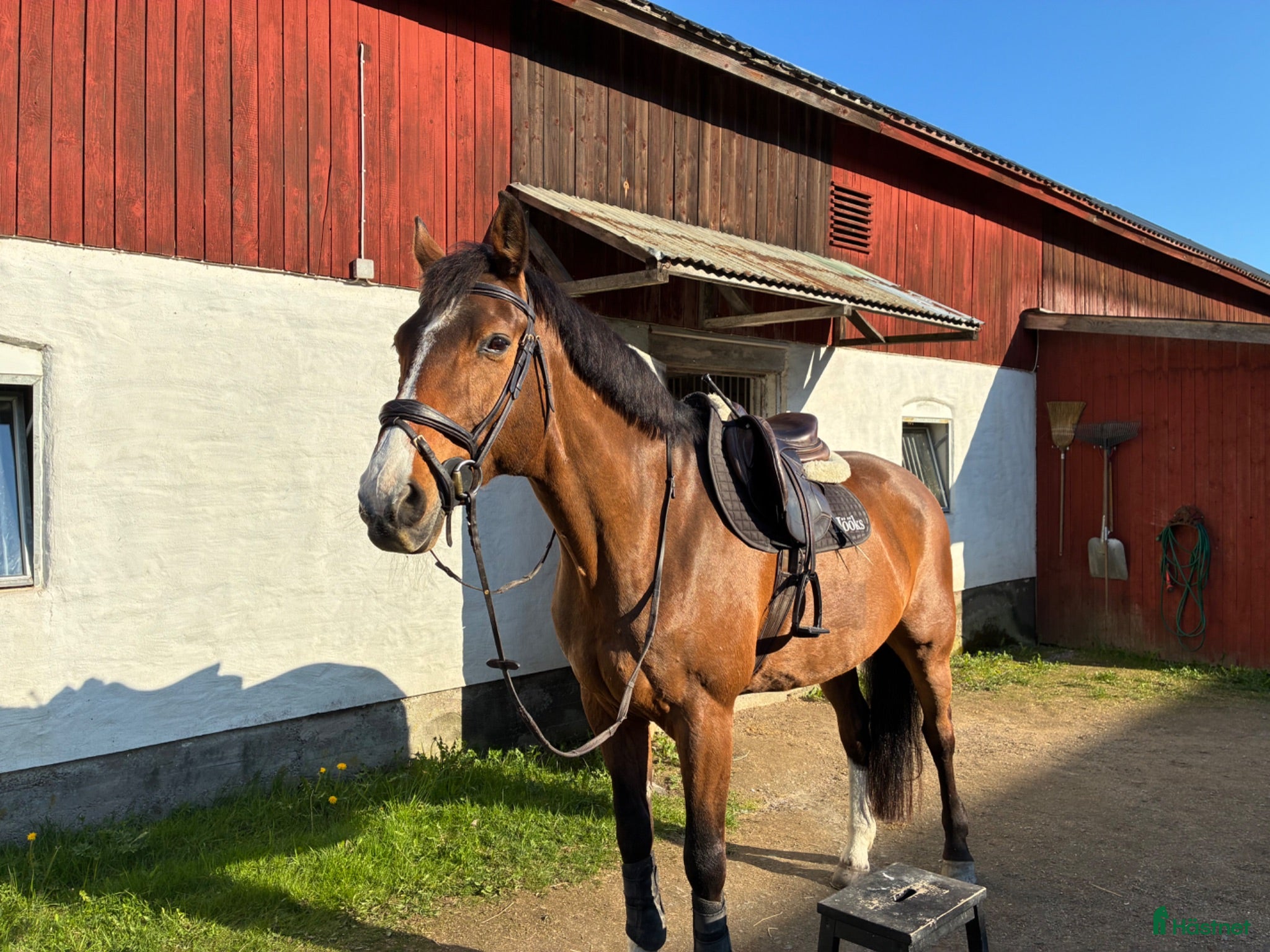  hästar En bästavän - Annons 4