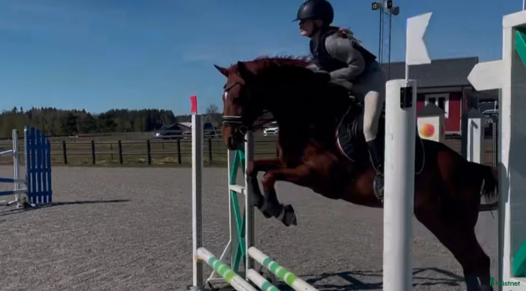 Allround hästar sökes: D-ponny sökes att låna evtl senare köp - Annons 2