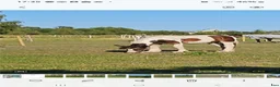 Allround hästar till salu: Snygg supertrevlig valack -24 i Staffanstorp - Annons 2