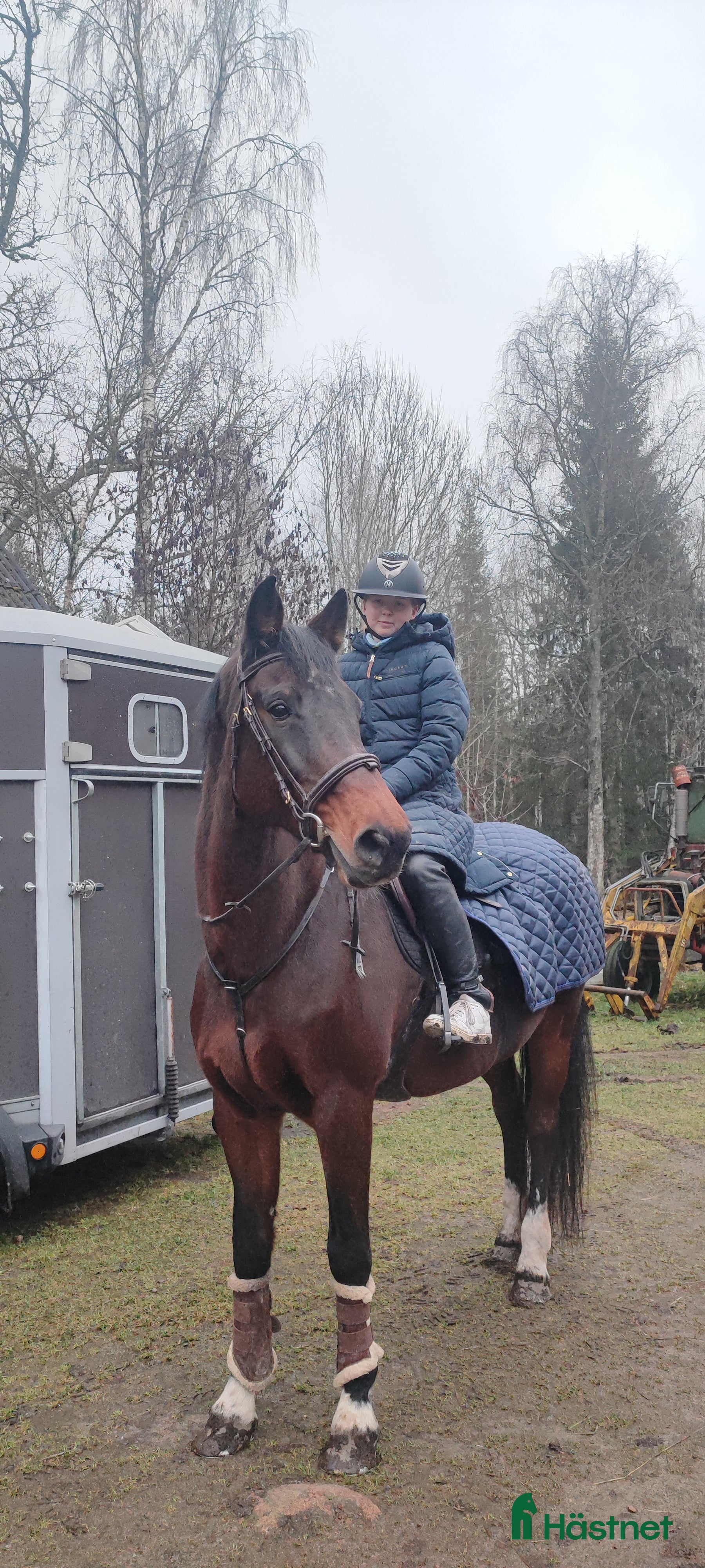  hästar Sällskap/Avel i Jät - Annons 15