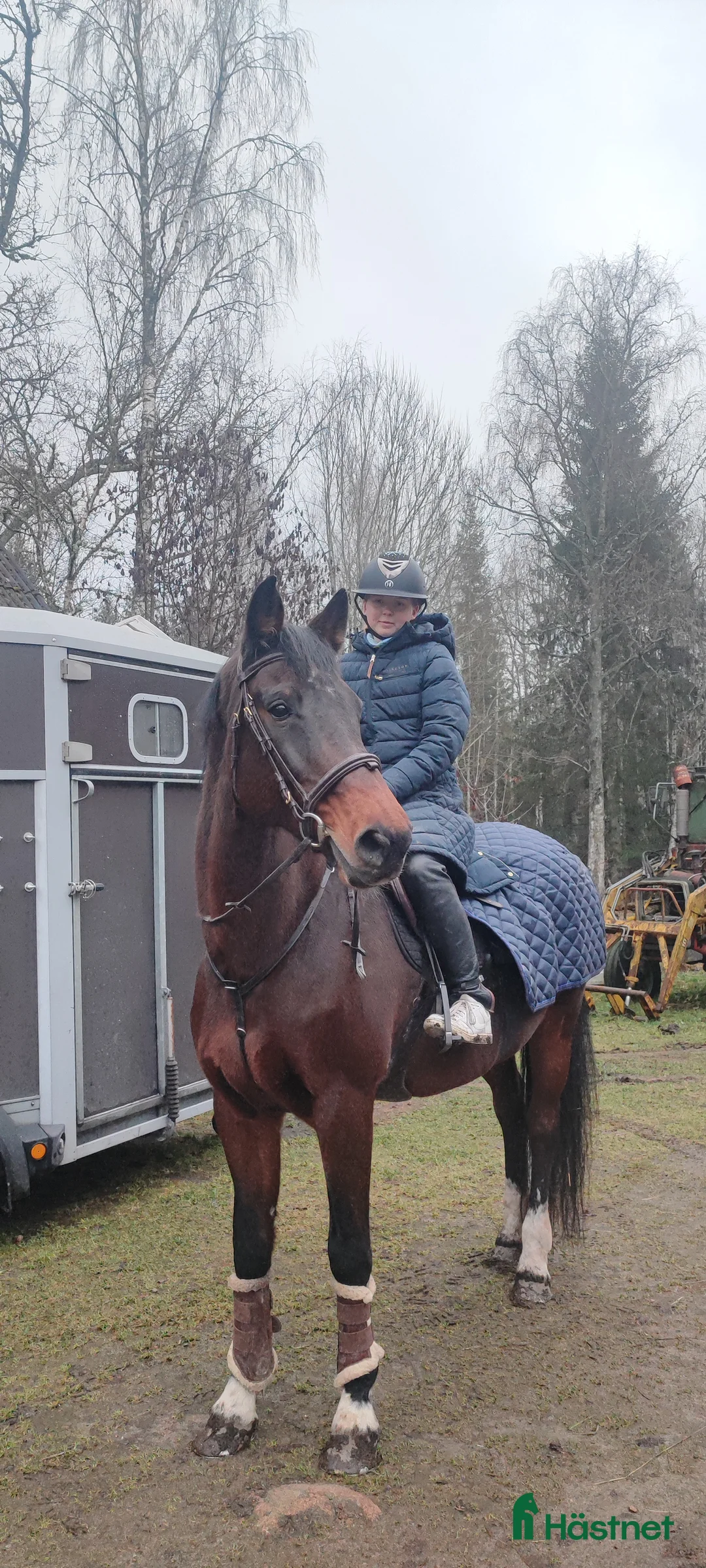 Hoppning hästar till salu: Sällskap/Avel i Jät - Annons 1