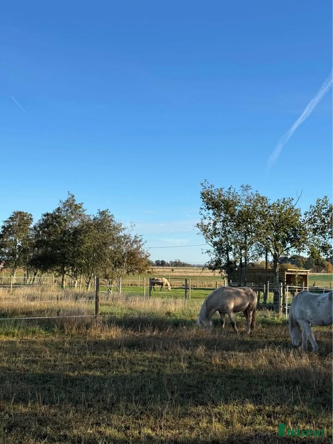  stallplats finnes: Lösdrift åt dräktigt sto/pensionär/konvalescent i Vallåkra - Annons 3