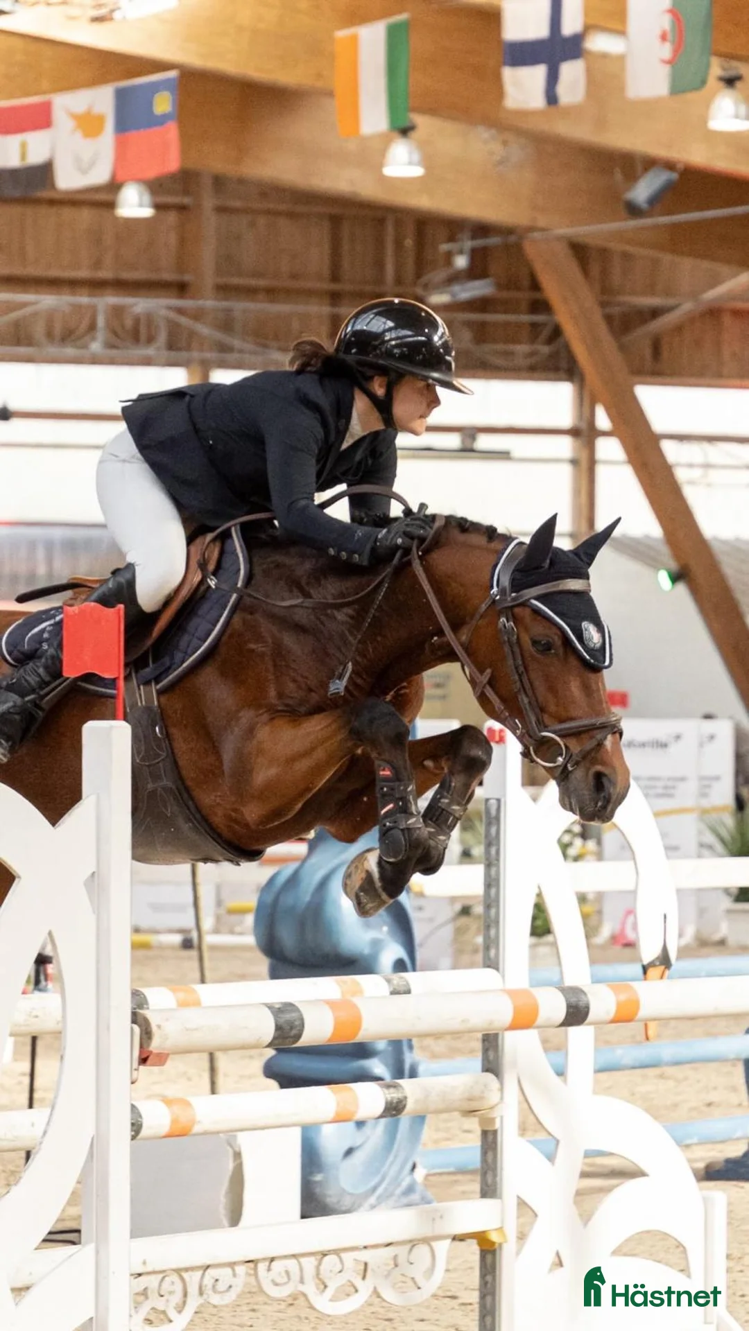 Hoppning hästar till salu: Top 148 - 130 Grand Prix pony at Gateau Stables i Stockholm - Annons 5