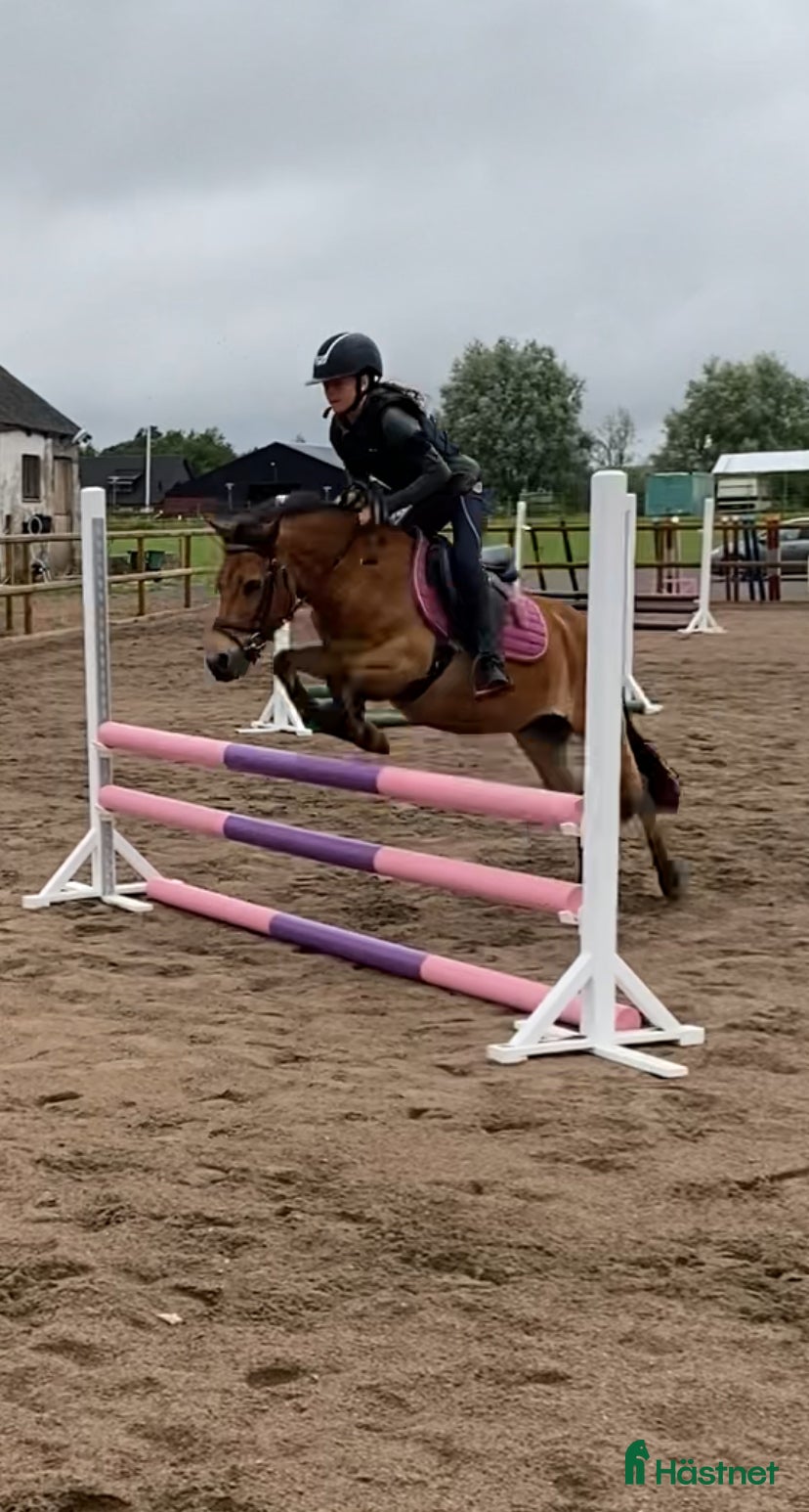  hästar D-ponny sökes i Trelleborg - Annons 13