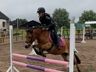 hästar D-ponny sökes i Trelleborg - Annons 5