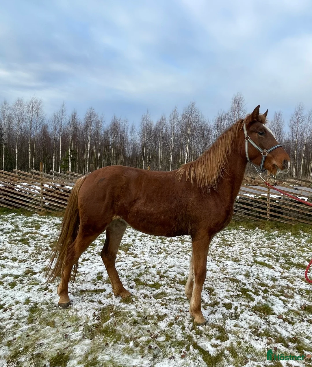 Allround hästar till salu: Inriden rocky mountain horse i Borås - Annons 2