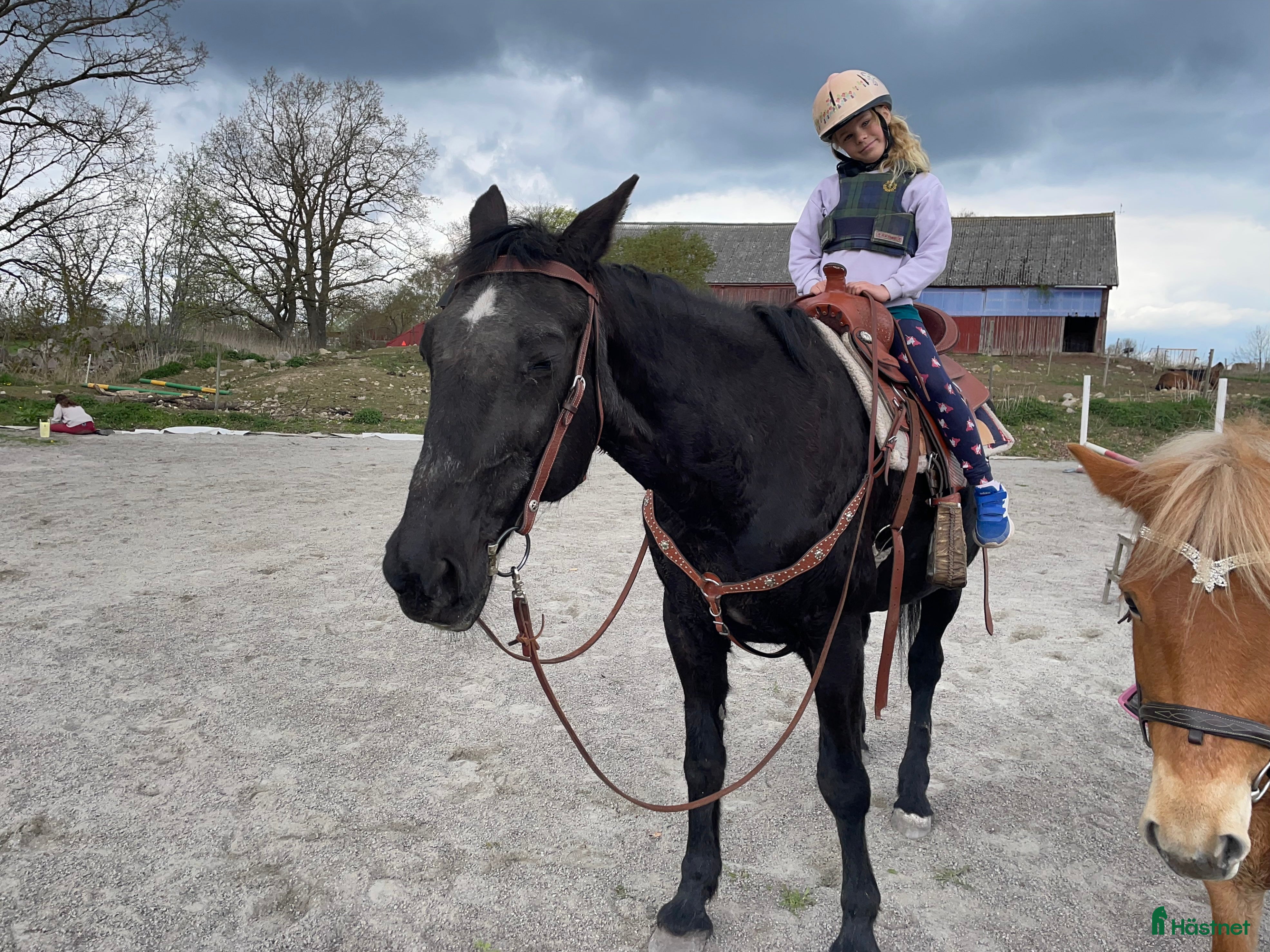  foderhäst Foderponny sökes i Färjestaden - Annons 8