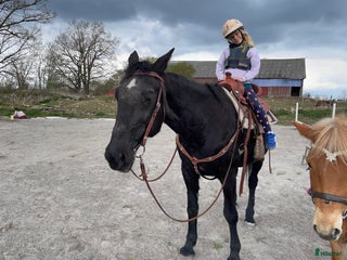 foderhäst Foderponny sökes i Färjestaden - Annons 8
