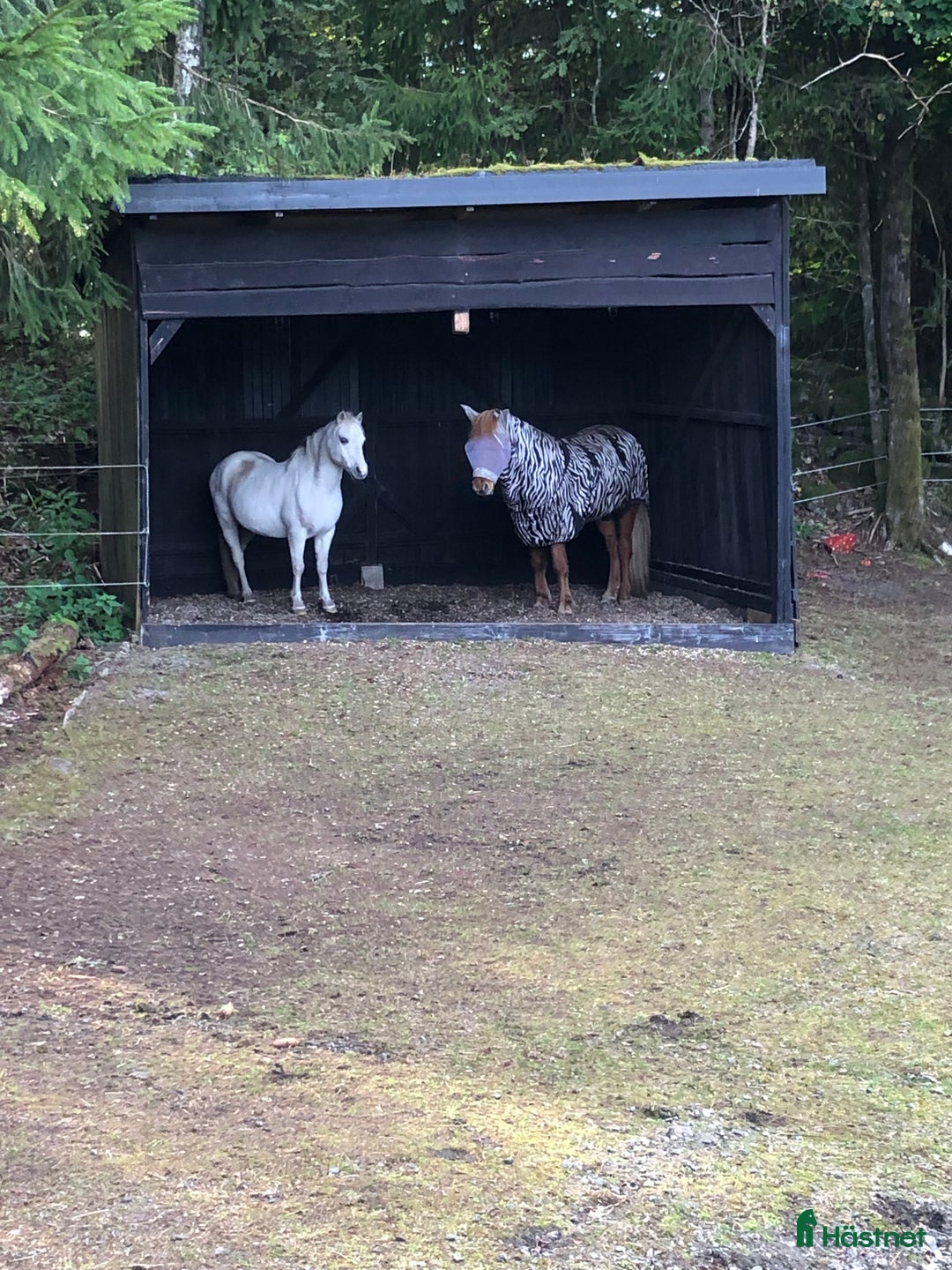 Island hästar sökes: 🐴Islandshäst Valack🐴 i Mölnlycke - Annons 10