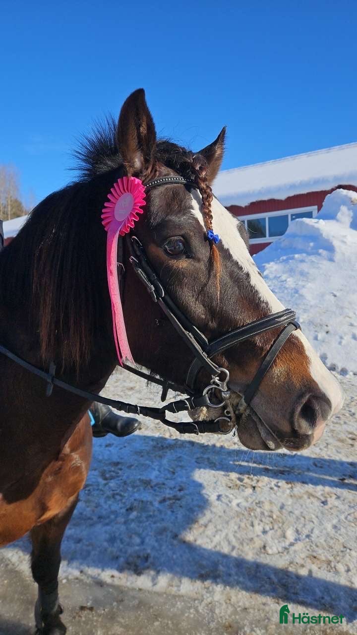  hästar Framtidens hopponny?  - Annons 2