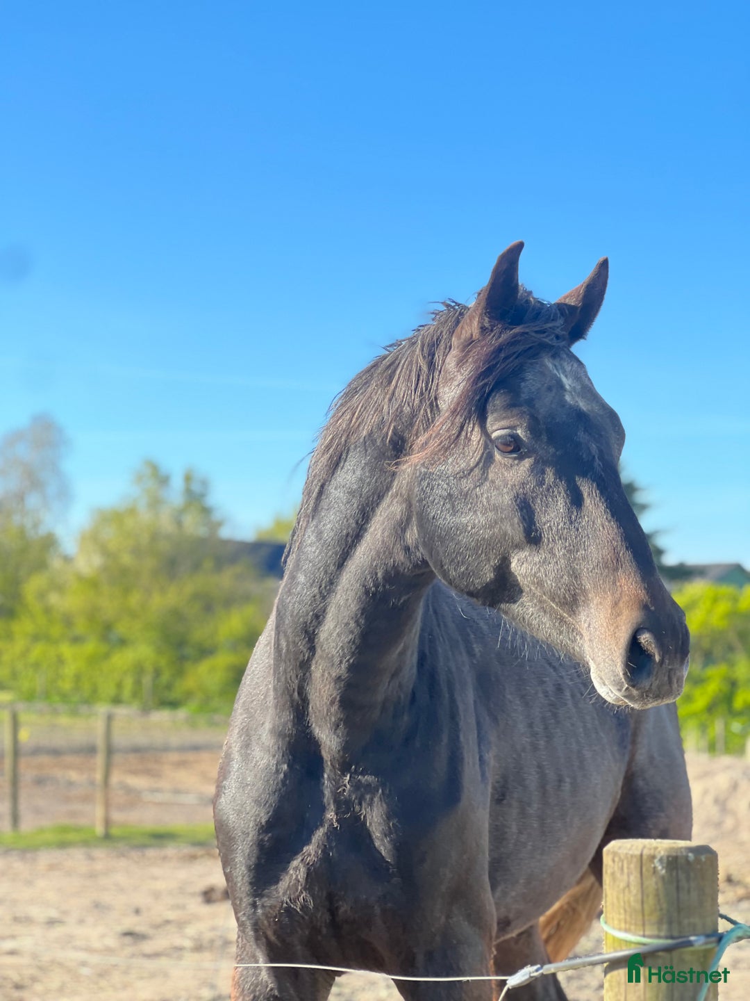  hästservice finnes: AK Horses - Annons 6