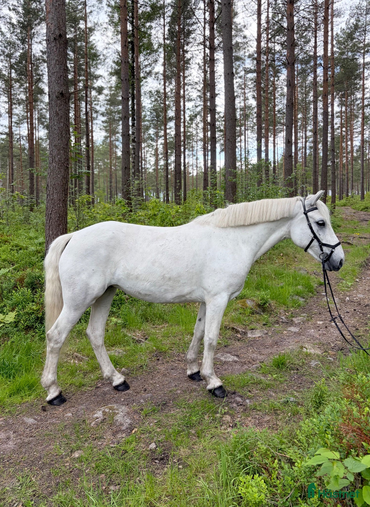  hästar Härlig Ponny  - Annons 2