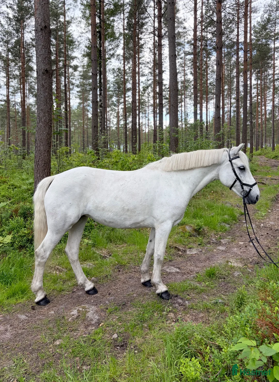 Allround hästar till salu: Härlig Ponny  - Annons 2