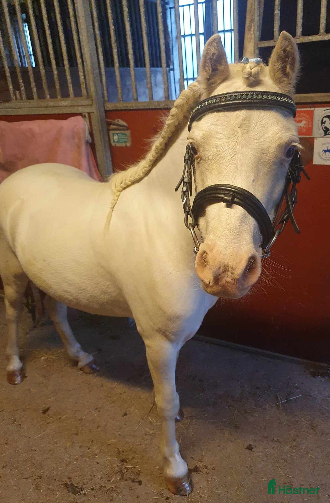 Allround hästar till salu: Socker söt bästa kompis i Stöde - Bild 3