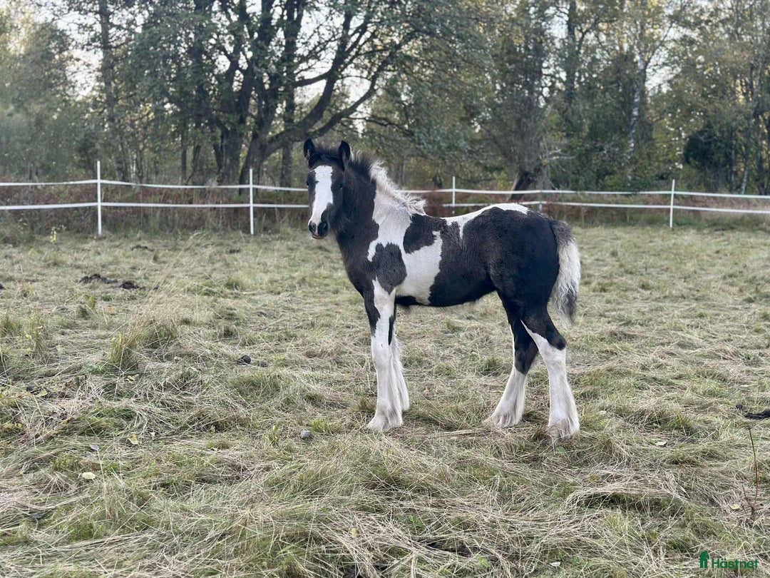 Avelshästar hästar till salu: Silversvart sto! i Sävsjö - Annons 11