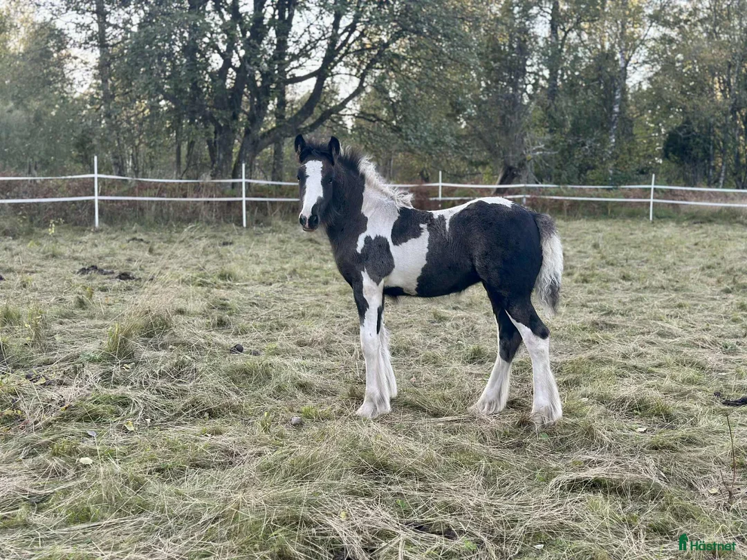 Avelshästar hästar till salu: Silversvart sto! i Sävsjö - Annons 11