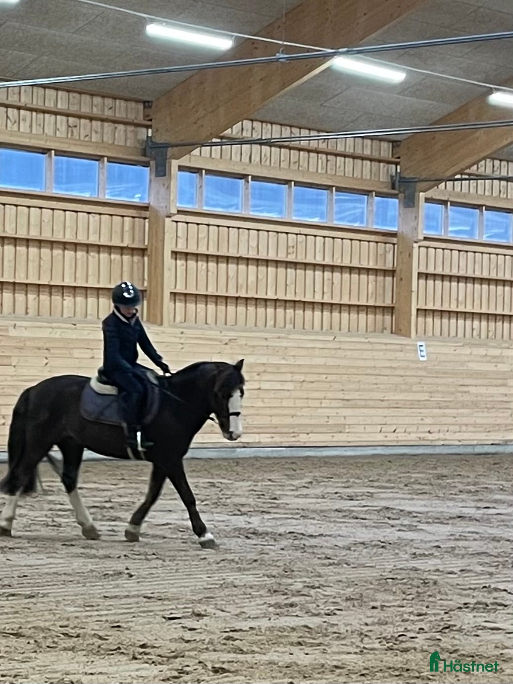  medryttarhäst sökes: Ponny sökes till seriös medryttare - Annons 8