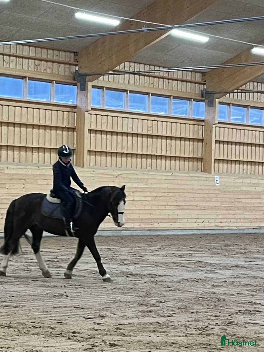  medryttarhäst sökes: Ponny sökes till seriös medryttare i Djursholm - Annons 1