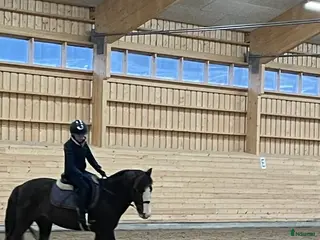 medryttarhäst sökes: Ponny sökes till seriös medryttare - Annons 8