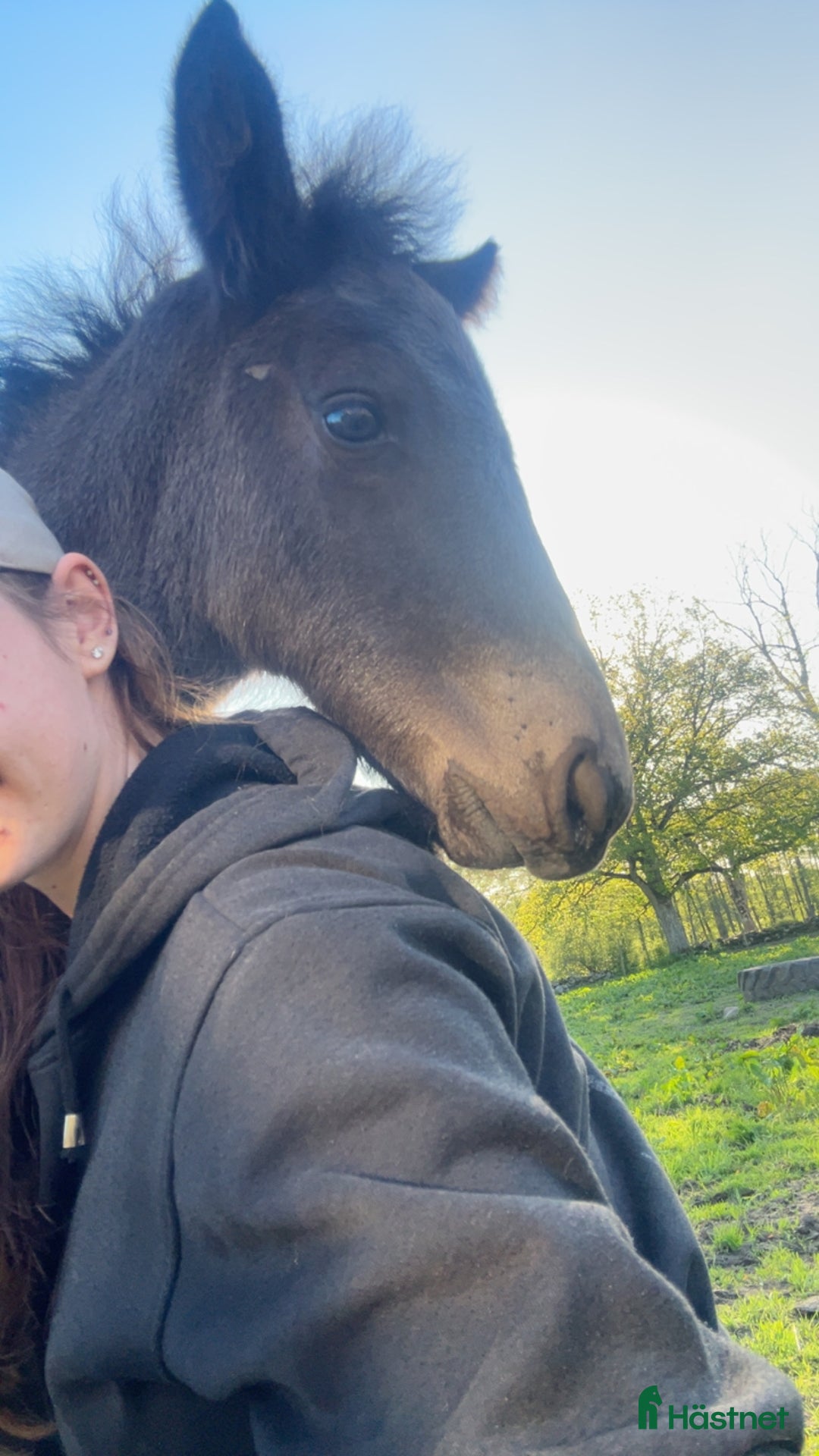 Allround hästar till salu: Allsidig hingstunge i Höör - Annons 4
