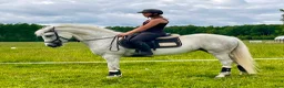 Allround hästar till salu: Mycket fin Connemara Projekt  - Annons 9