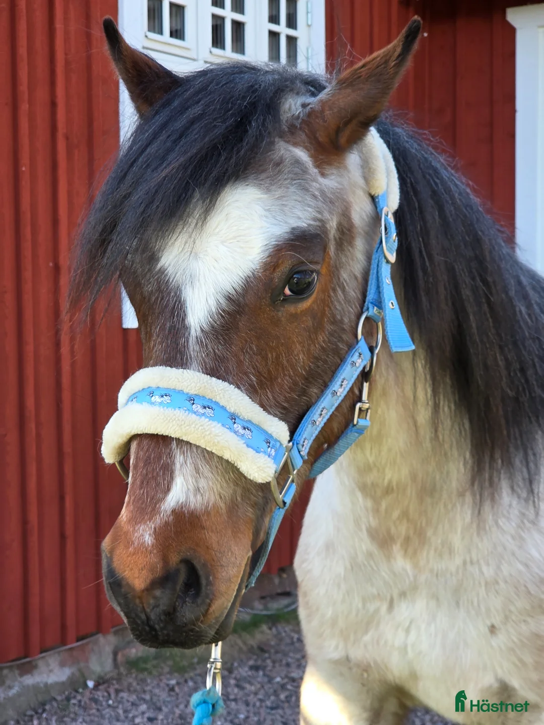 Allround hästar till salu: Paintkorsning - Annons 2