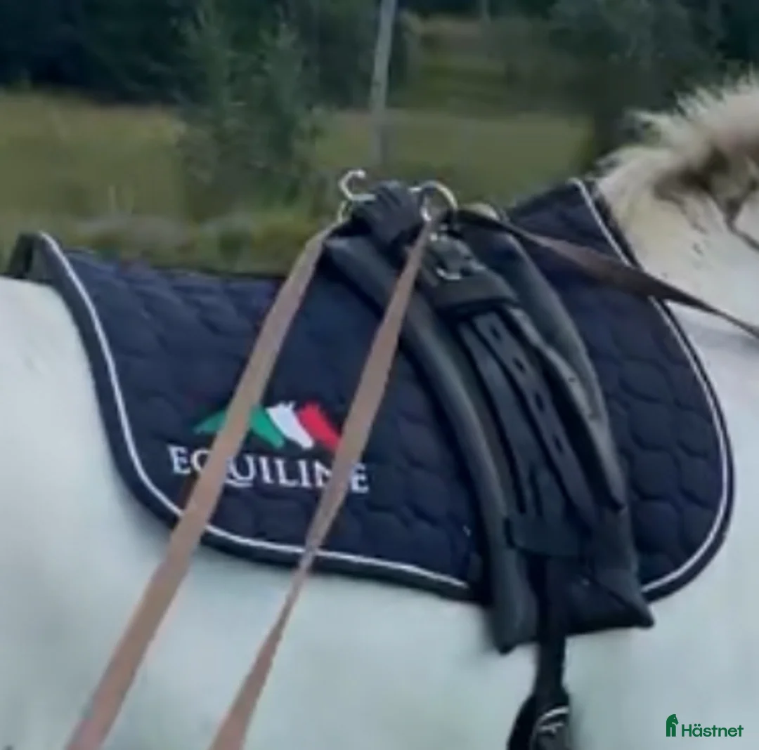 Schabrak & Vojlockar hästutrustning till salu: Equiline schabrak - Annons 2
