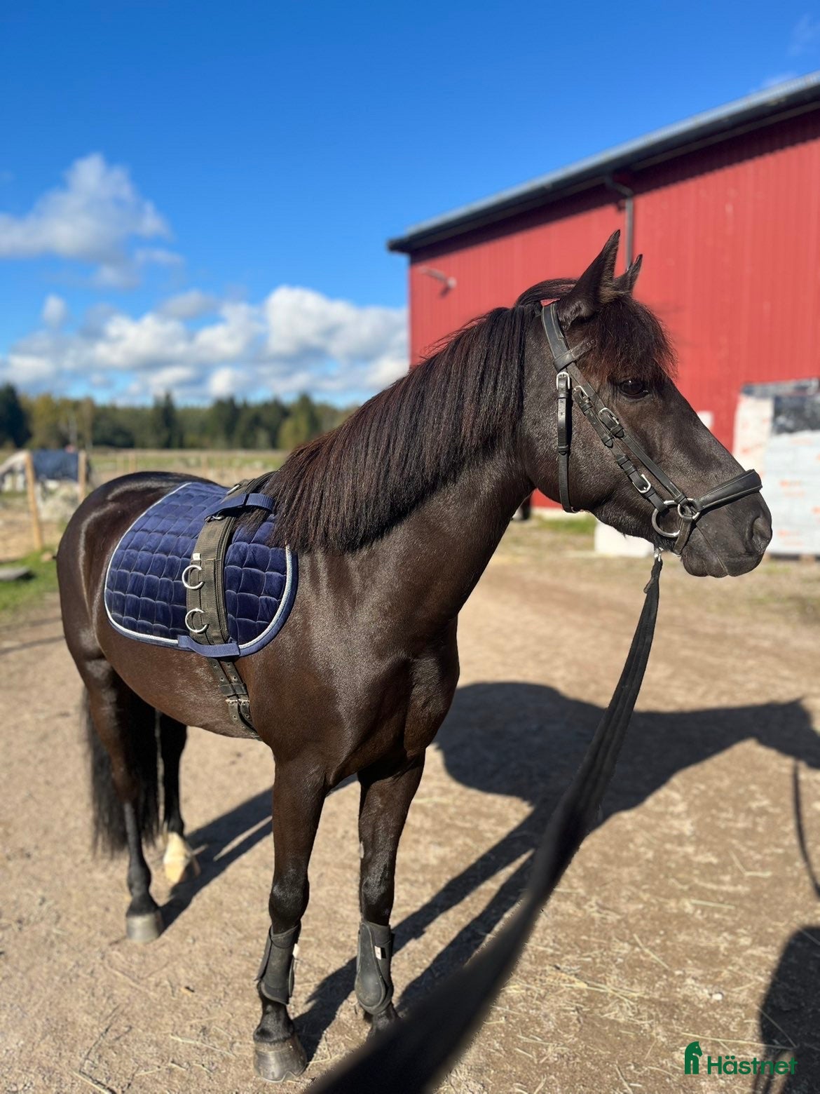  hästar Fynd/Projekt för rätt ryttare!  - Annons 8