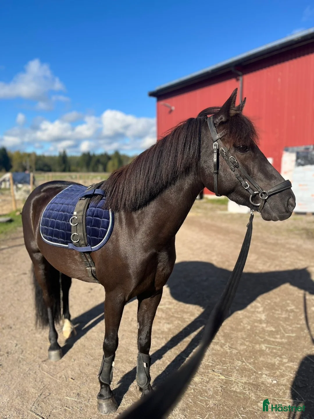 Hoppning hästar till salu: Fynd/Projekt för rätt ryttare!  - Annons 1