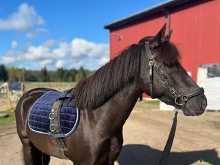 hästar Fynd/Projekt för rätt ryttare! - Annons 8