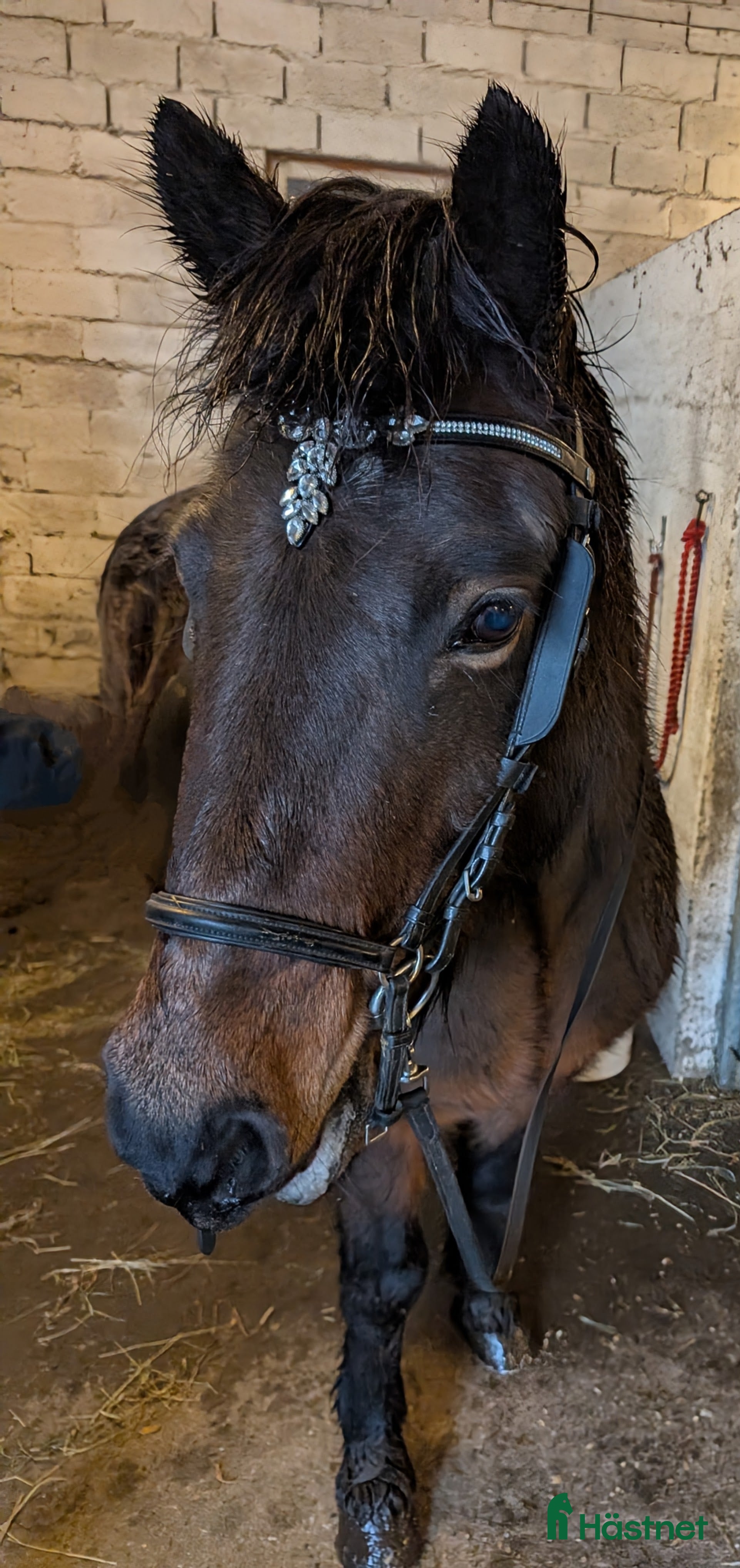  hästar Islandshäst - Annons 2