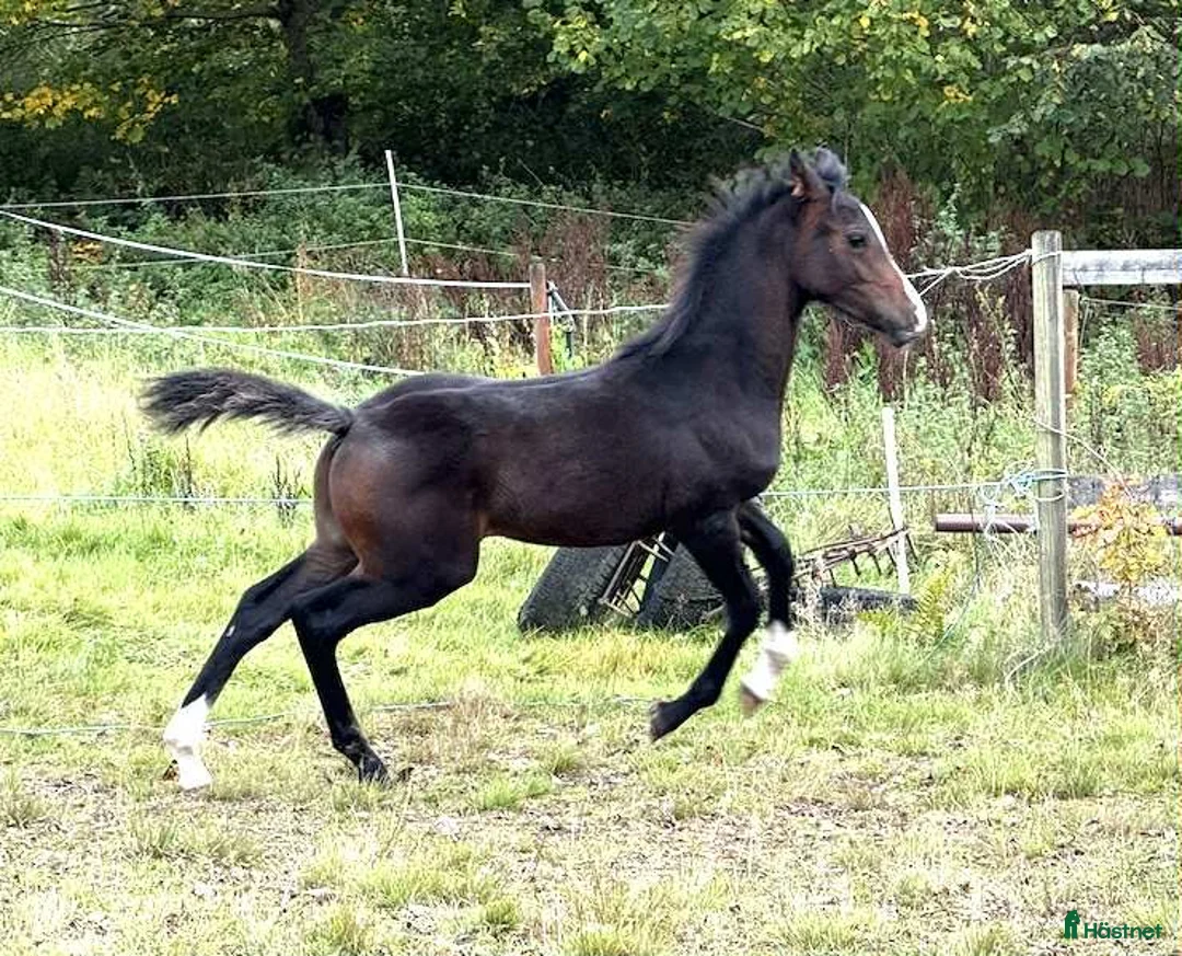 Allround hästar till salu: Superfin, till tävling och hobby! - Annons 5