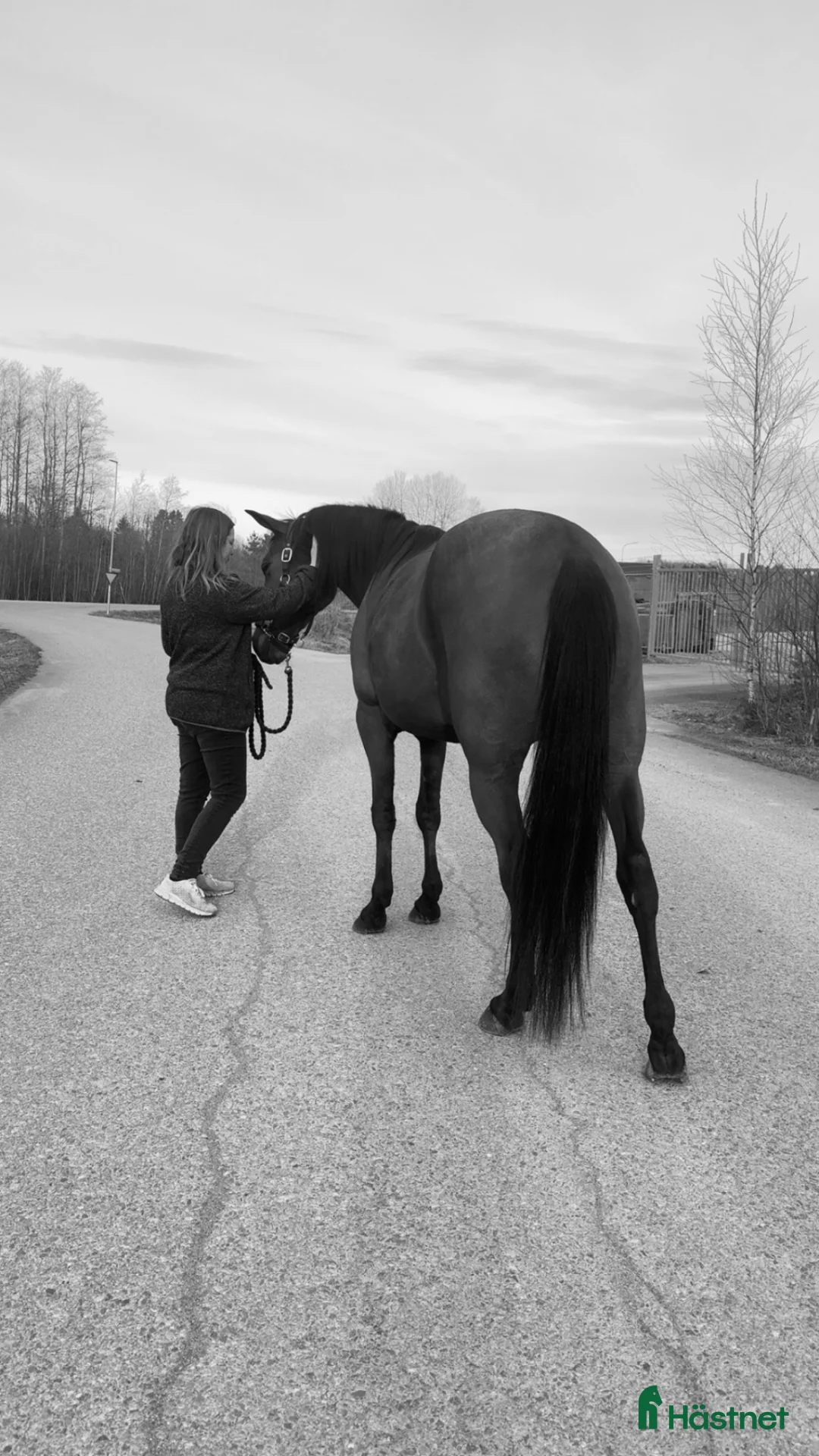 Allround hästar till salu: Hästarna som inte växer på träd - Annons 1