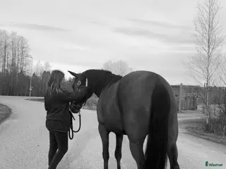 hästar Hästarna som inte växer på träd - Annons 15