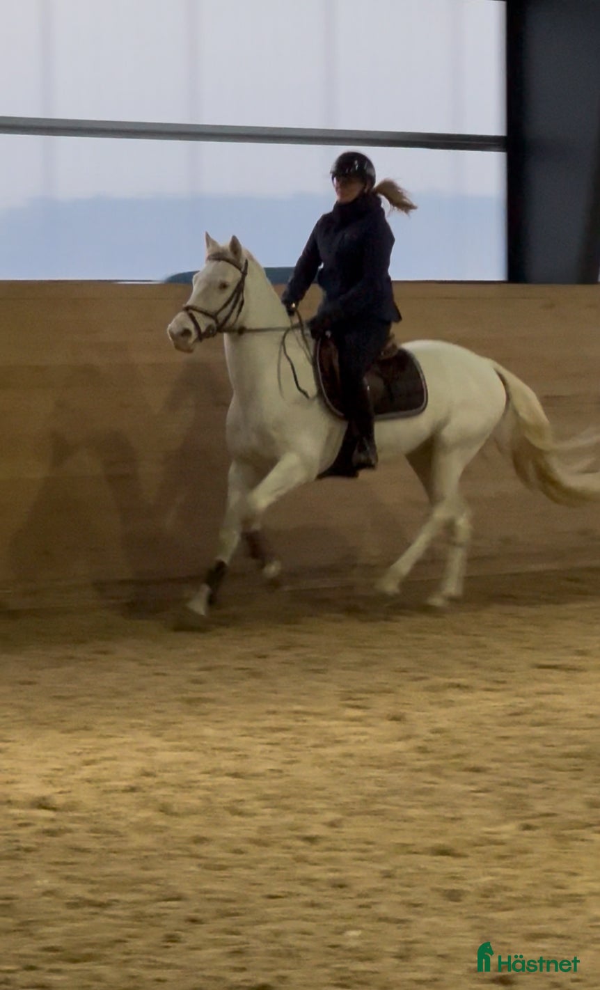  hästar Fantastisk D-ponny som hoppat MSV A i Vittinge - Annons 8