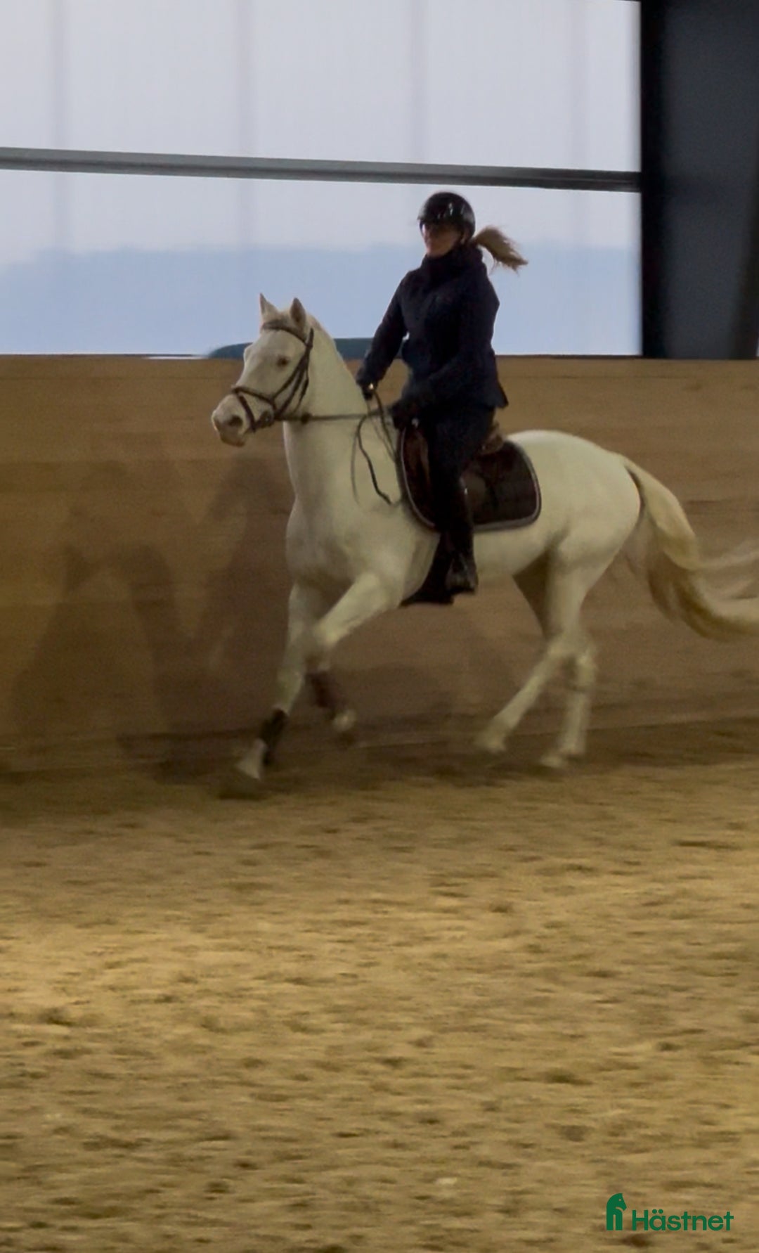 Hoppning hästar till salu: Fantastisk D-ponny som hoppat MSV A i Vittinge - Annons 1