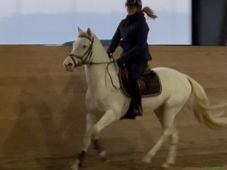hästar Fantastisk D-ponny som hoppat MSV A i Vittinge - Annons 11