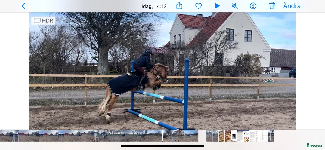  foderhäst finnes: Världens snällaste B-ponny - Annons 2