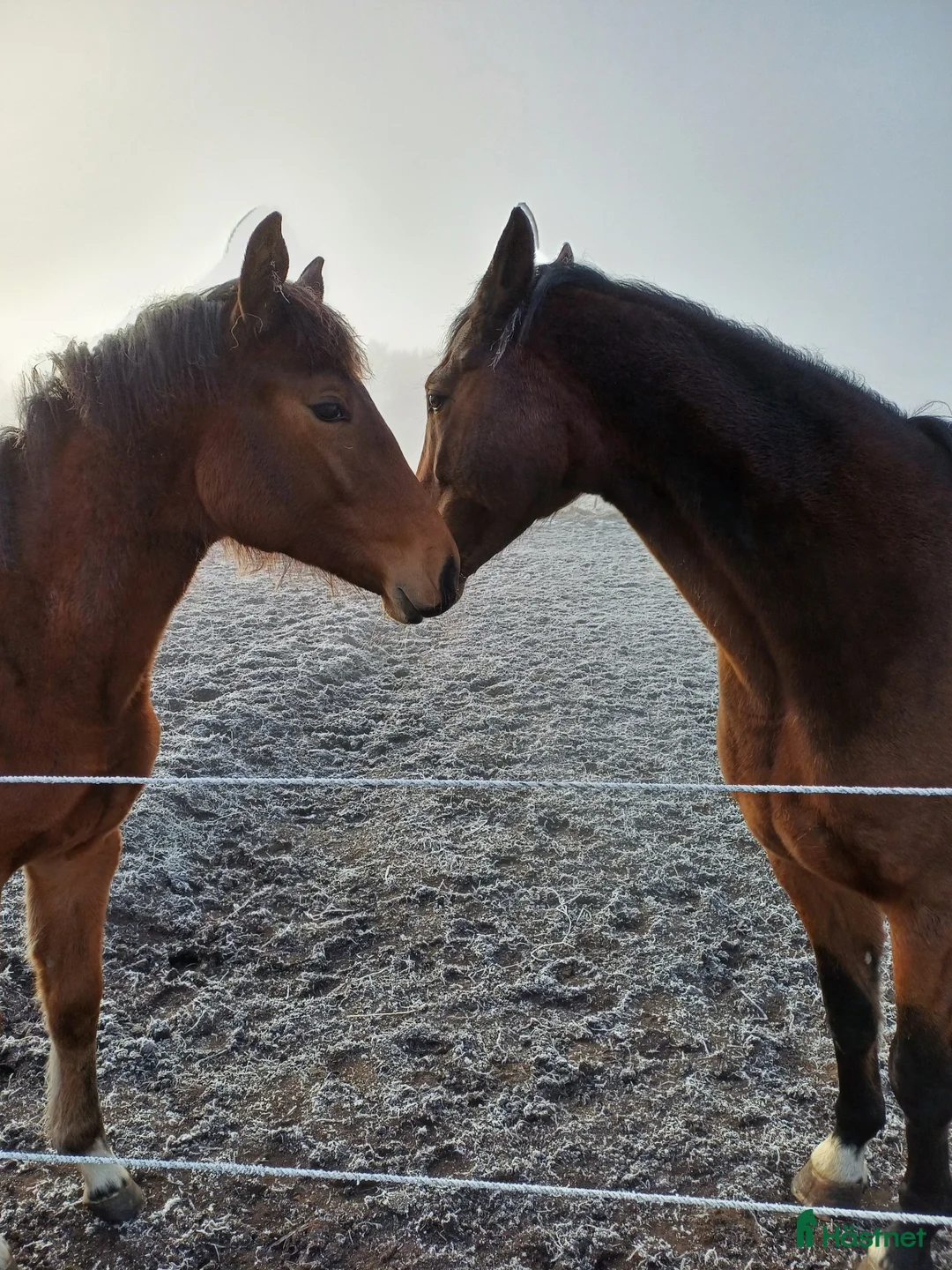  stallplats finnes: Boxplats ledig mellan Löddeköpinge och Hofterup - Annons 8