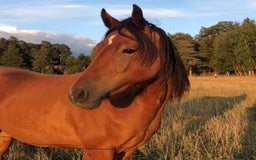 Sällskap hästar till salu: Underbar Welsh Cob i Uppsala - Bild 4