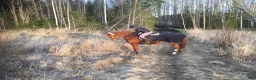 Allround hästar till salu: Lycka  - Annons 2