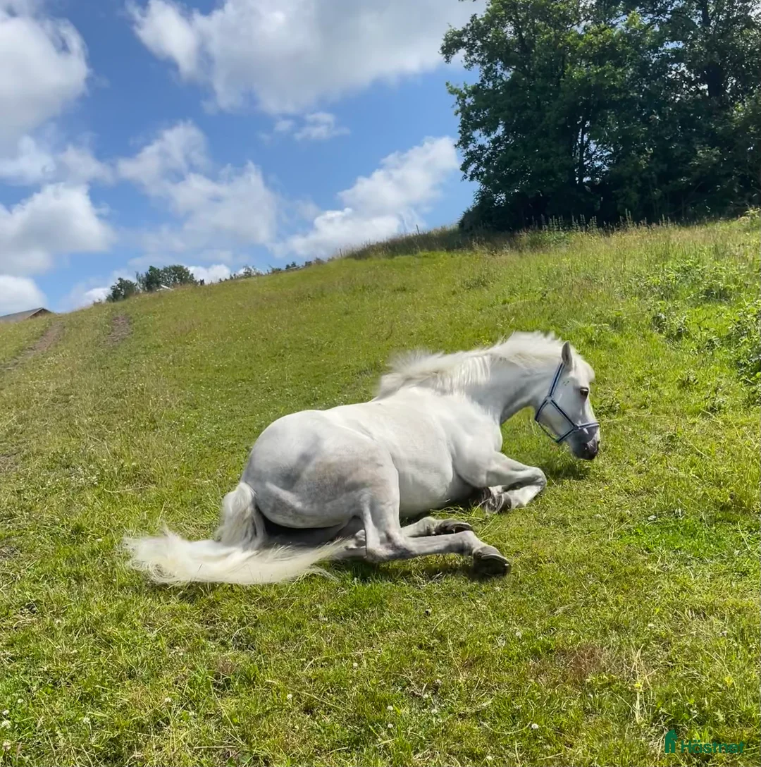 Hoppning hästar till salu: Snäll maxad D-ponny med kapacitet 🦄 - Annons 3