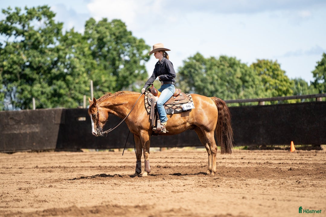 Western hästar till salu: 💎Charmig och välriden tävlingshäst 💎 i Varberg - Annons 1