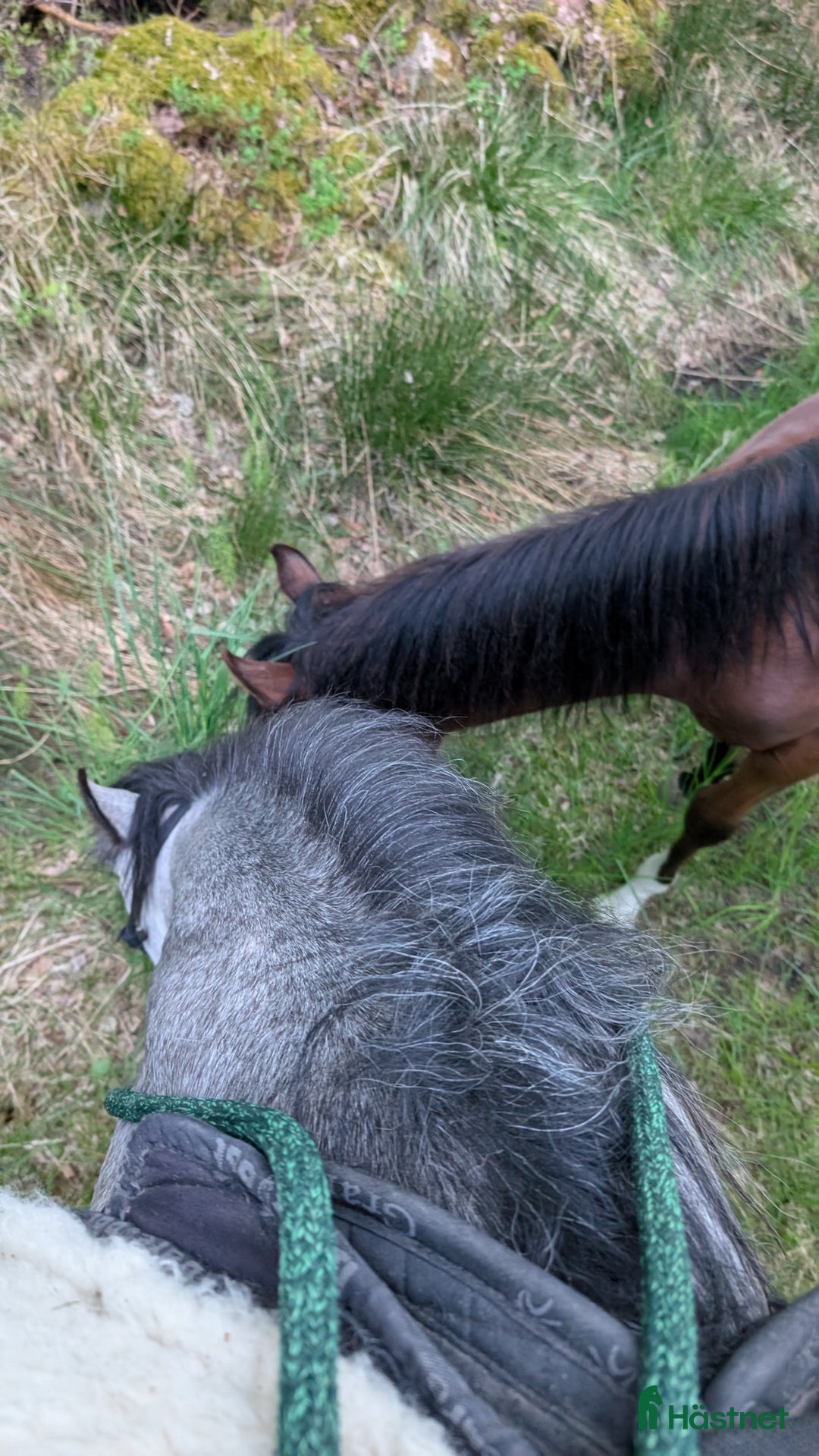  medryttarhäst finnes: Söker medryttare i Kärna - Annons 6