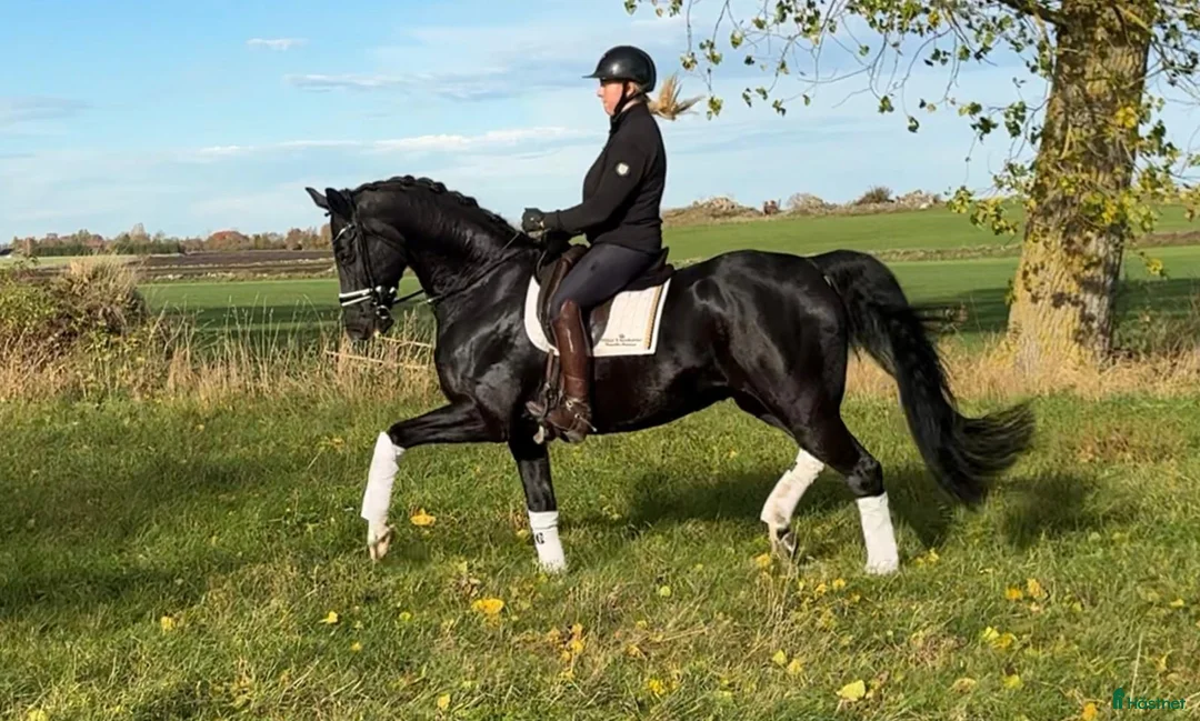 Distans hästar till salu: Gångartshäst med härlig utstrålning! i Kristianstad - Annons 2