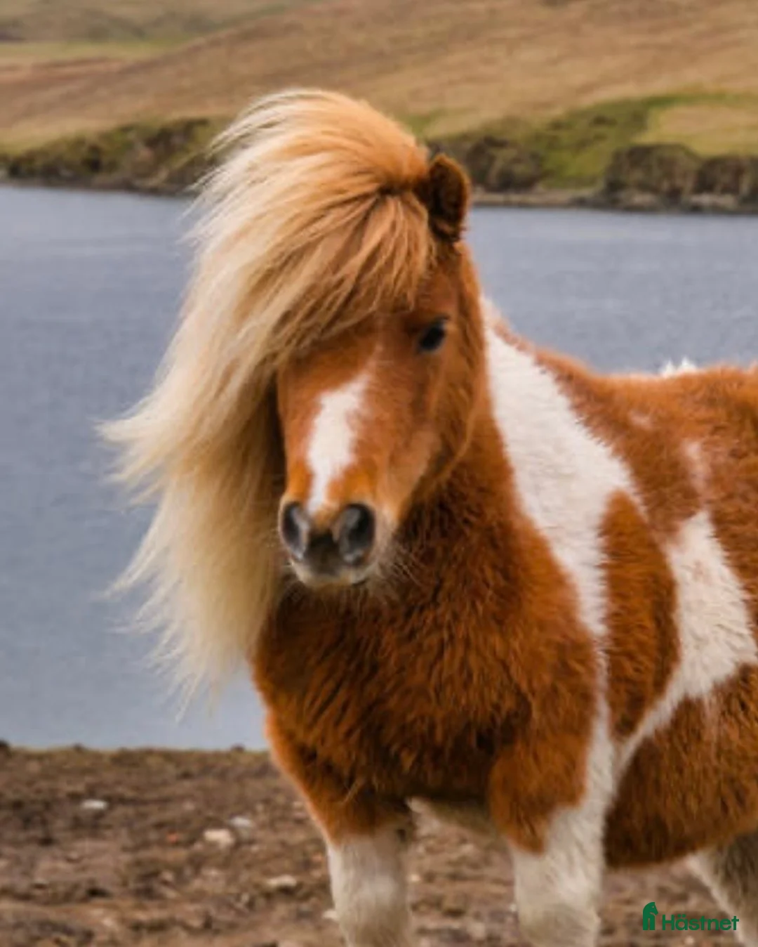 Övrigt hästar sökes: Shettis - valack sökes i Kungsbacka - Annons 1