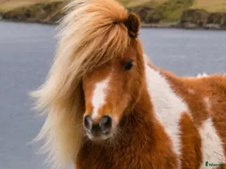 hästar Shettis - valack sökes - Annons 18