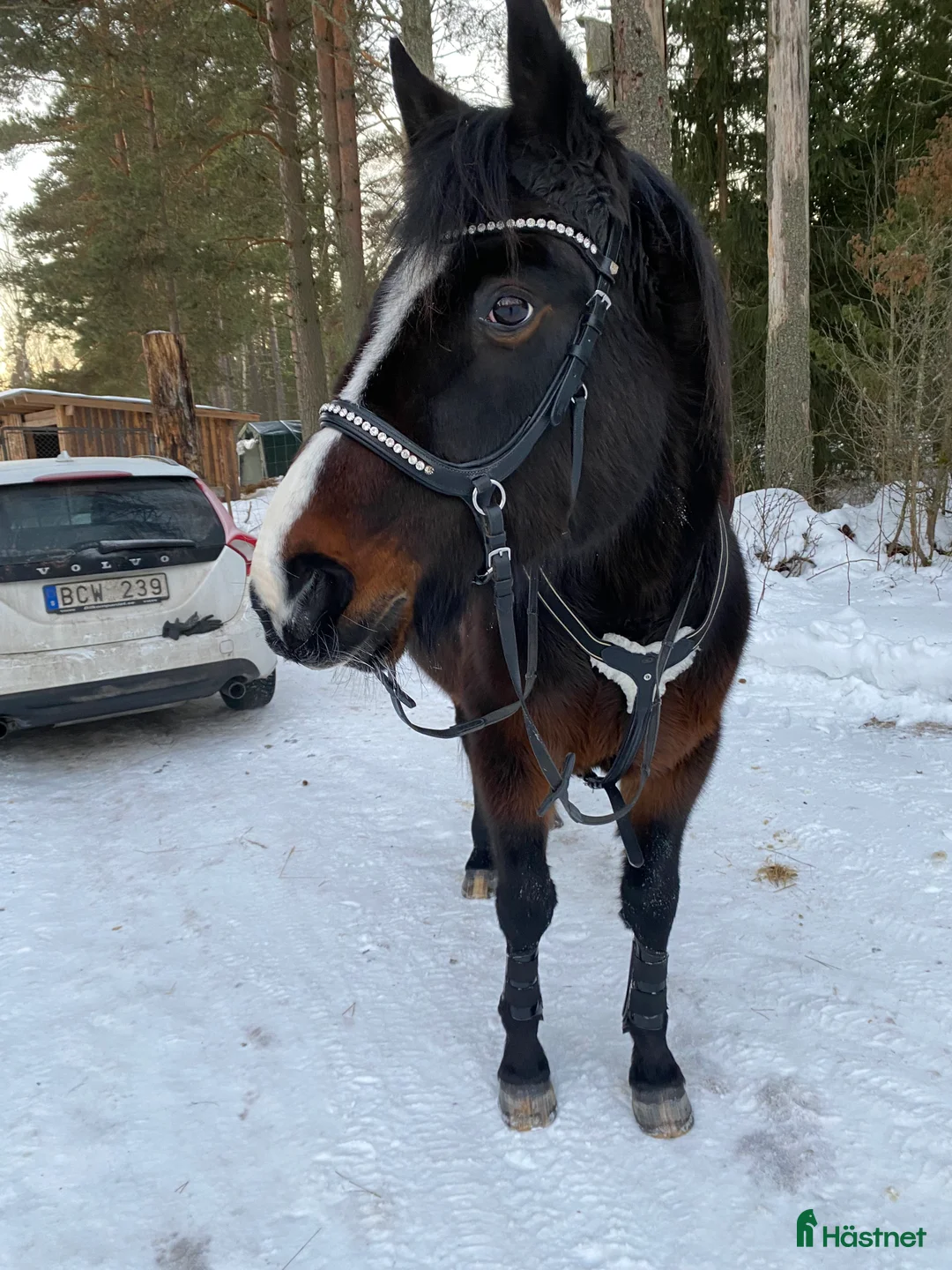 Övrigt hästar till salu: !!intresse koll!! i Mora - Annons 11