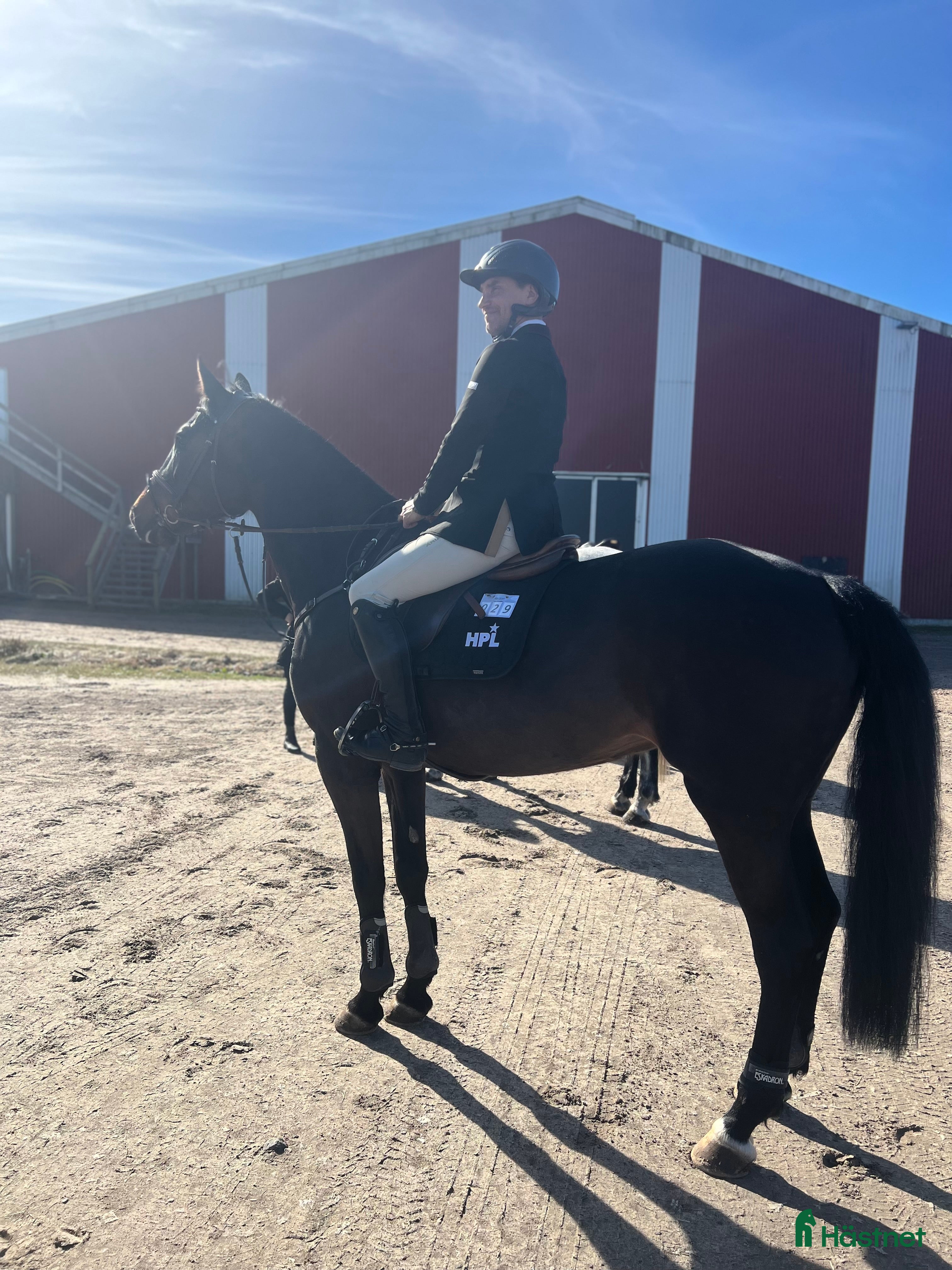 Hoppning hästar till salu: Hopphäst  - Annons 3